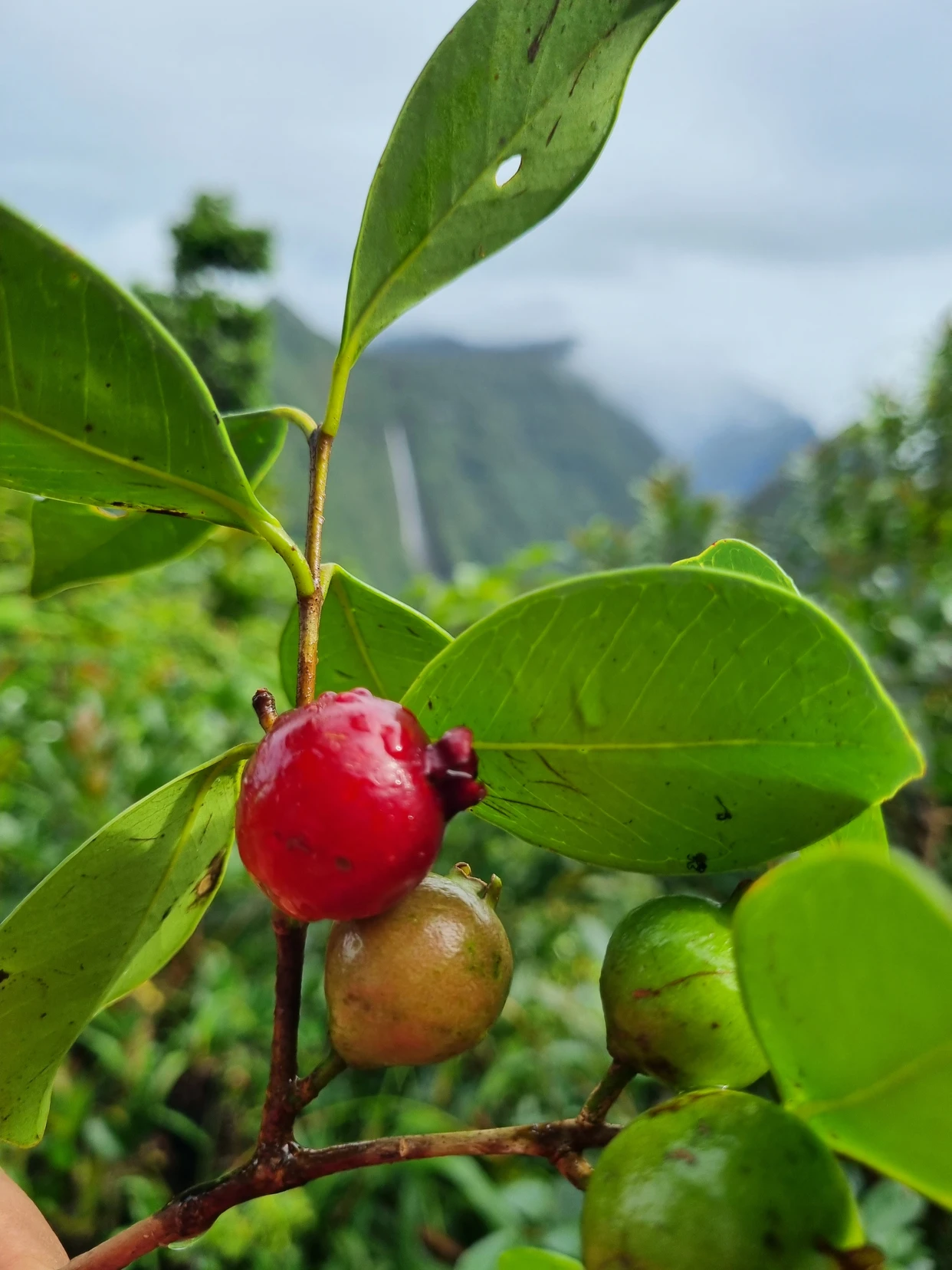 Guava